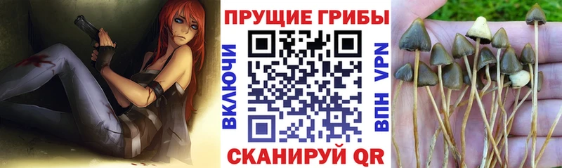 Галлюциногенные грибы Psilocybe  как найти   площадка официальный сайт  Советск 